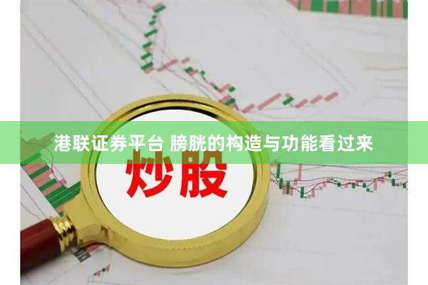 港联证券平台 膀胱的构造与功能看过来